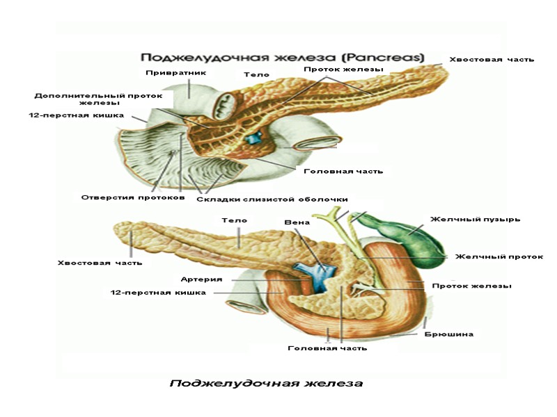 Хвостовая часть Проток железы Тело 12-перстная кишка Дополнительный проток  железы Привратник Головная часть